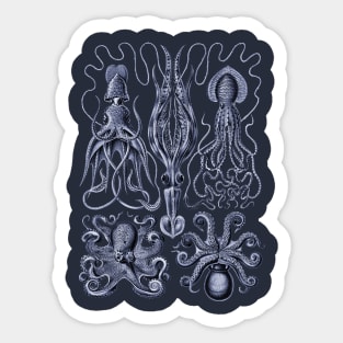 Ernst Haeckel Gamochonia Octopus Violet Sticker